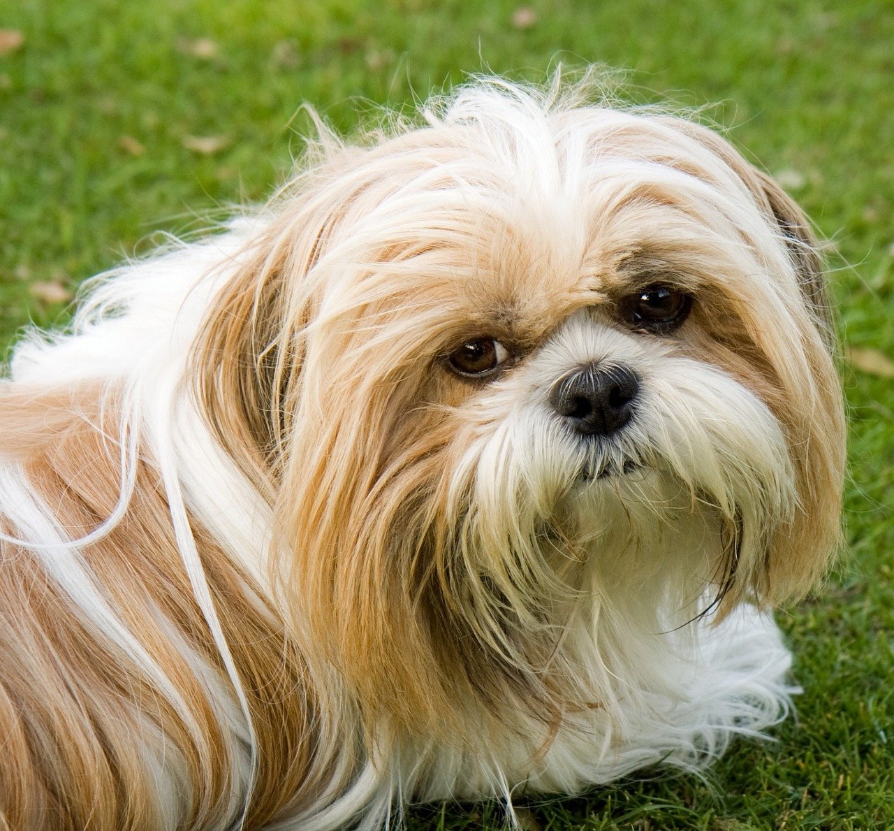 LOS 4 MEJORES CHAMPÚS PARA SHIH TZU UNIVERSO SHIHTZU